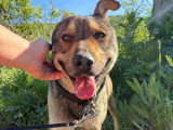 Max, Malinois de 2 ans à adopter en association