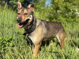 Max, Malinois de 2 ans à adopter en association
