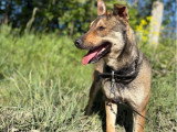 Max, Malinois de 2 ans à adopter en association