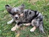 3 chiots Chihuahua mâles à vendre non LOF nés en mars 2026