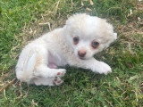 3 chiots Chihuahua mâles à vendre non LOF nés en mars 2026