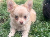3 chiots Chihuahua mâles à vendre non LOF nés en mars 2026
