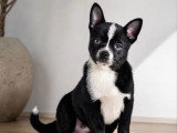 Chiot Pomchi mâle noir et blanc non LOF né en février 2026 en vente