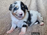 7 chiots Berger Américain à réserver non LOF nés en mai 2026