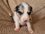 7 chiots Berger Américain à réserver non LOF nés en mai 2026