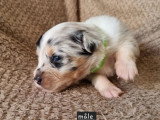 7 chiots Berger Américain à réserver non LOF nés en mai 2026
