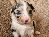 7 chiots Berger Américain à réserver non LOF nés en mai 2026