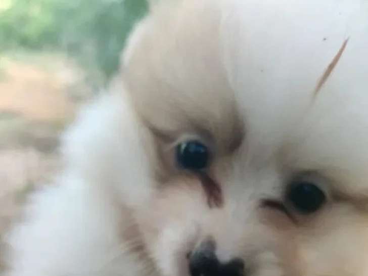 Portée de 4 chiots Spitz non LOF nés en mars 2026 à vendre