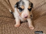 Portée de 4 chiots Spitz non LOF nés en mars 2026 à vendre