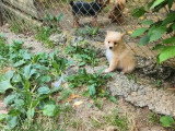 Portée de 4 chiots Spitz non LOF nés en mars 2026 à vendre