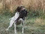Chiot femelle Braque Français Pyrénées LOF de mai 2026 à réserver