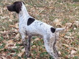 Chiot femelle Braque Français Pyrénées LOF de mai 2026 à réserver