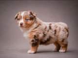 Deux chiots Berger Américain Miniature mâles LOF d'avril 2026 à vendre