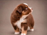 Deux chiots Berger Américain Miniature mâles LOF d'avril 2026 à vendre