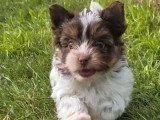 3 chiots Yorkshire Terrier Biewer non LOF nés en avril 2026 à vendre