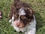 3 chiots Yorkshire Terrier Biewer non LOF nés en avril 2026 à vendre