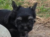 3 chiots Yorkshire Terrier Biewer non LOF nés en avril 2026 à vendre