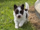 3 chiots Yorkshire Terrier Biewer non LOF nés en avril 2026 à vendre
