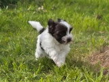 3 chiots Yorkshire Terrier Biewer non LOF nés en avril 2026 à vendre