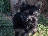4 chiots Yorkshire Terrier Biewer non LOF nés en avril 2026 à vendre