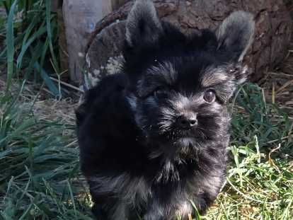 4 chiots Yorkshire Terrier Biewer non LOF nés en avril 2026 à vendre
