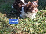 4 chiots Yorkshire Terrier Biewer non LOF nés en avril 2026 à vendre