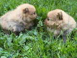 Réservation de 3 chiots Spitz Nain LOF nés en mai 2026