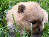 Réservation de 3 chiots Spitz Nain LOF nés en mai 2026