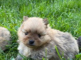 Réservation de 3 chiots Spitz Nain LOF nés en mai 2026