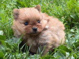 Réservation de 3 chiots Spitz Nain LOF nés en mai 2026