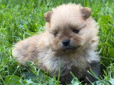 Réservation de 3 chiots Spitz Nain LOF nés en mai 2026