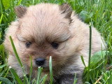 Réservation de 3 chiots Spitz Nain LOF nés en mai 2026