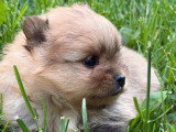 Réservation de 3 chiots Spitz Nain LOF nés en mai 2026