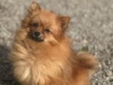 Réservation de 3 chiots Spitz Nain LOF nés en mai 2026