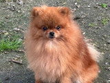 Réservation de 3 chiots Spitz Nain LOF nés en mai 2026