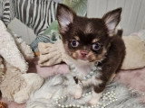 Deux chiots Chihuahua poil long à vendre LOF nés en mars 2026