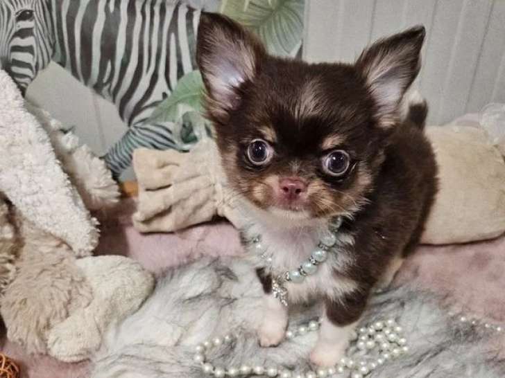 Deux chiots Chihuahua poil long à vendre LOF nés en mars 2026