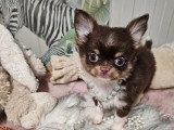 Deux chiots Chihuahua poil long à vendre LOF nés en mars 2026