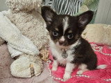 Deux chiots Chihuahua poil long à vendre LOF nés en mars 2026