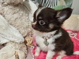 Deux chiots Chihuahua poil long à vendre LOF nés en mars 2026