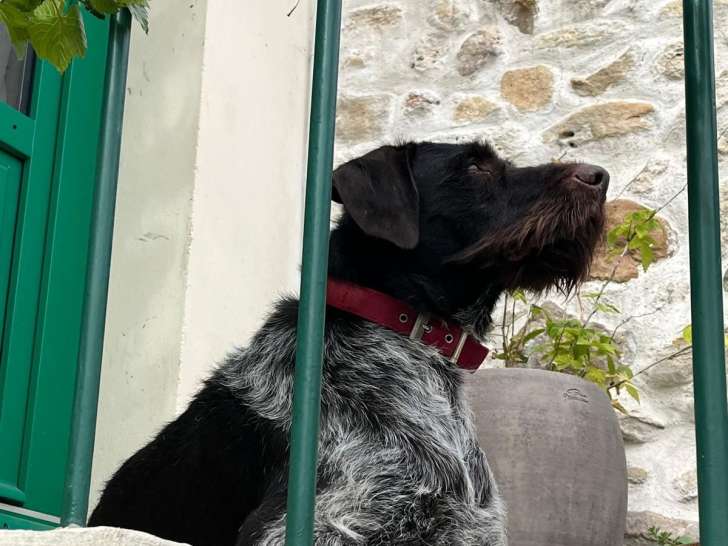 Chien adulte de type Drahthaar mâle à donner