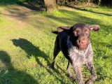 Chien adulte de type Drahthaar mâle à donner
