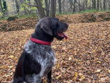 Chien adulte de type Drahthaar mâle à donner