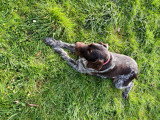 Chien adulte de type Drahthaar mâle à donner