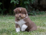 5 chiots Berger Australien LOF disponibles en juin 2026