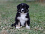 5 chiots Berger Australien LOF disponibles en juin 2026