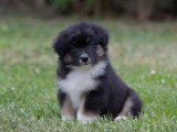 5 chiots Berger Australien LOF disponibles en juin 2026