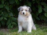 5 chiots Berger Australien LOF disponibles en juin 2026