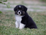 5 chiots Berger Australien LOF disponibles en juin 2026