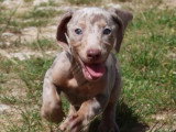 7 chiots Teckel arlequin lilas non LOF à vendre